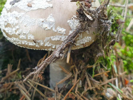 Forrest mushroom growing on ground in forrest during summer. Mushrooming.の写真素材