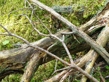 Closeup of forrest ground with moss, tree branches, grass, leafs during summerの写真素材