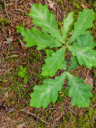 Closeup of tree growing in forrest during summer. Seed growth into treeの写真素材
