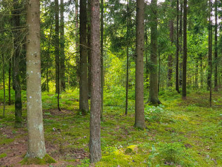 Inside view of the forrest during summer with trees, grass and leafs.の写真素材