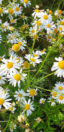 Closeup of Chamomile flower field near forrest growing on ground during summer.の写真素材