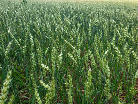 Closeup of summer fields of green crops grass near the forest. Grains, wheat field. Agricultureの写真素材