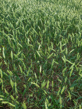 Closeup of summer fields of green crops grass near the forest. Grains, wheat field. Agricultureの写真素材