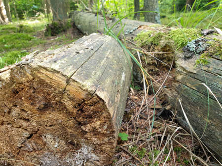 Composition of fallen tree on ground in forrest during summer. Closeup of fallen forrest treeの写真素材