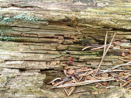 Texture of fallen tree wood in forrest during summer. Closeup of wood background.の写真素材