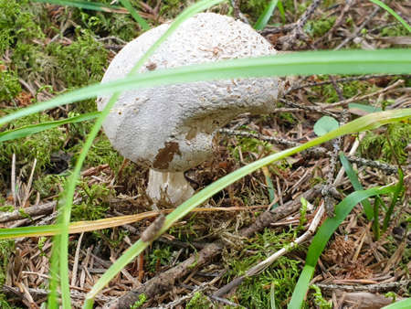 Closeup of mushroom growing in green forrest during summerの写真素材