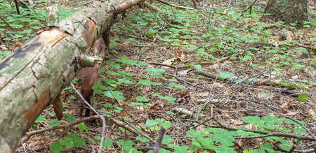 View of the inside forrest with trees, grass and leafs. Summer time. Mushroomingの写真素材
