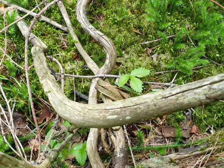 Composition of fallen tree on ground in forrest during summer. Closeup of fallen forrest treeの写真素材