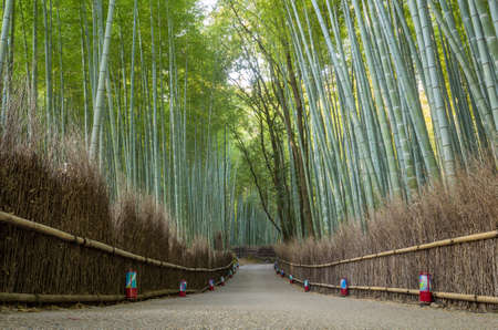 bamboo forest in Kyoto Japan Arashiyama の写真素材
