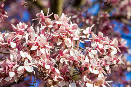 magnolia tree blossomの写真素材