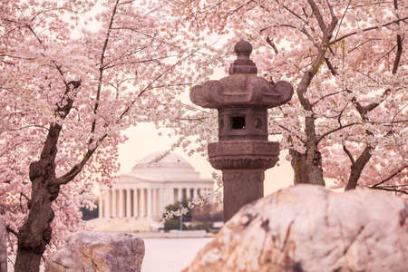 the Jefferson Memorial during the Cherry Blossom Festival. Washington, DCの写真素材