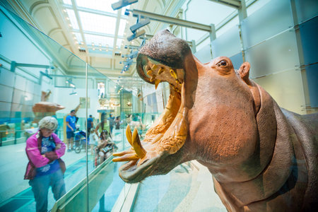 WASHINGTON,DC- APRIL 10: Interior of National Museum of National History on April 10, 2014.It is a natural history museum administered by the Smithsonian Institution at the National Mall.のeditorial素材