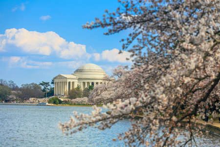 the Jefferson Memorial during the Cherry Blossom Festival. Washington, DC USAのeditorial素材
