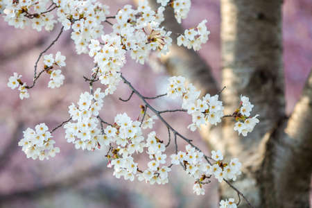 Cherry Blossom Festival. Washington, DCの写真素材
