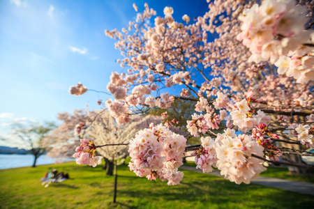 Cherry Blossom Festival. Washington, DCの写真素材