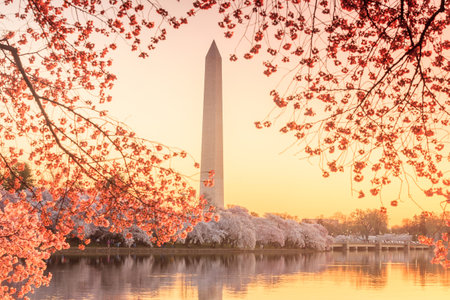 the Jefferson Memorial during the Cherry Blossom Festival. Washington, DCのeditorial素材