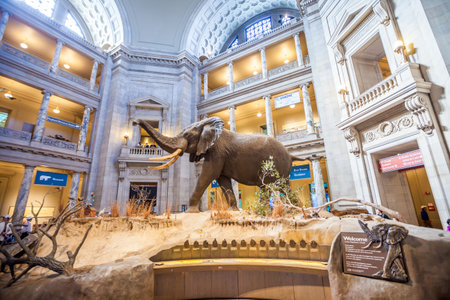 WASHINGTON,DC- APRIL 10: Interior of National Museum of National History on April 10, 2014.It is a natural history museum administered by the Smithsonian Institution at the National Mall.
のeditorial素材