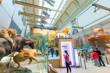 WASHINGTON,DC- APRIL 10: Interior of National Museum of National History on April 10, 2014.It is a natural history museum administered by the Smithsonian Institution at the National Mall.
のeditorial素材