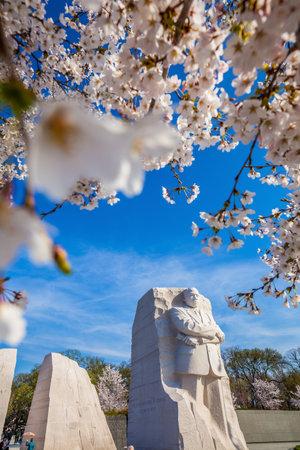 Martin Luther King Monument surrounded by cherry blossoms in Washington DC, USAのeditorial素材