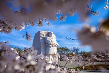 Martin Luther King Monument surrounded by cherry blossoms in Washington DC, USAのeditorial素材
