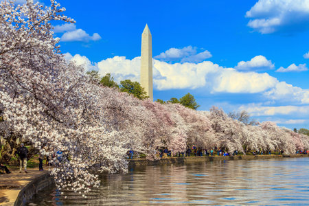 Washington DC cherry blossom and Washington Monument USA.のeditorial素材