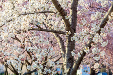 Cherry Blossom Festival. Washington, DCの写真素材