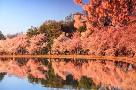 the Jefferson Memorial during the Cherry Blossom Festival. Washington, DCのeditorial素材
