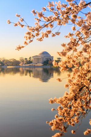 the Jefferson Memorial during the Cherry Blossom Festival. Washington, DCのeditorial素材