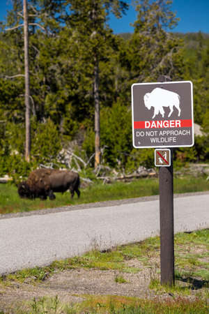 Bison in Yellowstone National Park USAの写真素材