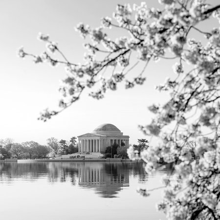 the Jefferson Memorial during the Cherry Blossom Festival. Washington, DC black and whiteのeditorial素材