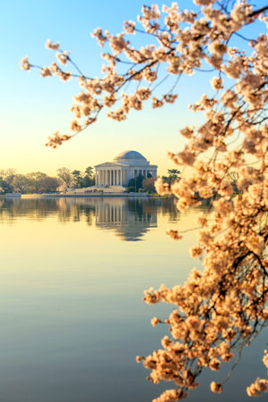 the Jefferson Memorial during the Cherry Blossom Festival. Washington, DCのeditorial素材