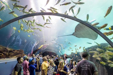 ATLANTA, GEORGIA - August 2:Interior of Georgia Aquarium with the people, the world's largest aquarium holding more than 8 million gallons of water in Atlanta, Georgia on August 2, 2014のeditorial素材