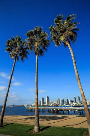 Skyline of San Diego and Palm Trees, California USAの写真素材