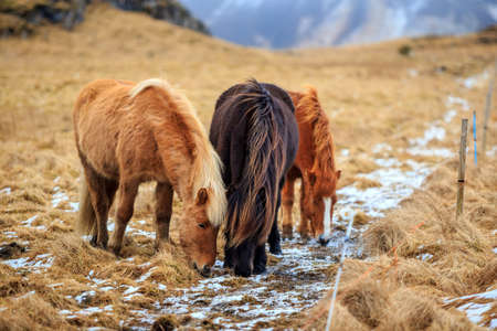 A group of Icelandic horses  with mountains in the backgroundの写真素材