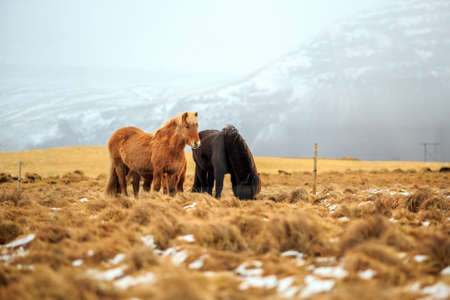 A group of Icelandic horses  with mountains in the backgroundの写真素材