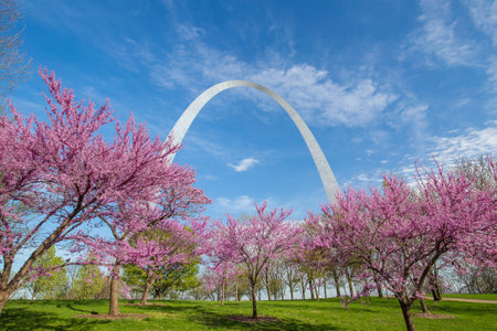 St. Louis Gateway Arch in Missouri with pink flower and blue skyのeditorial素材