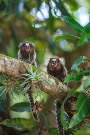 The common marmoset (Callithrix jacchus) White-eared monkey in Rio de Janeiro