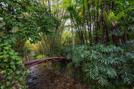 Botanical garden in Rio de Janeiro, Brazil.の写真素材