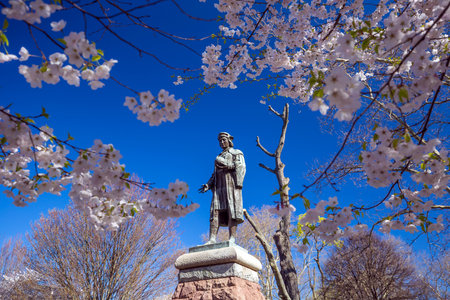 Cherry blossom at Wooster Square in New Havenのeditorial素材