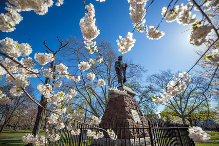 Cherry blossom at Wooster Square in New Havenのeditorial素材