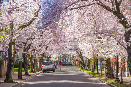 Cherry blossom at Wooster Square in New Havenのeditorial素材