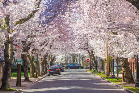 Cherry blossom at Wooster Square in New Havenのeditorial素材