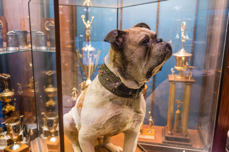 Yale University, New Haven - FEB 23: The original Handsome Dan on February 23, 2016. It is a bulldog who serves as the mascot of Yale University's sports teams in New Haven, Connecticut.のeditorial素材
