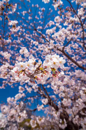Pink sakura flower against blue sky in Japanの写真素材