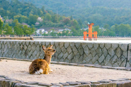 Deer and Red Torii in Miyajima Hiroshima, Japanの写真素材
