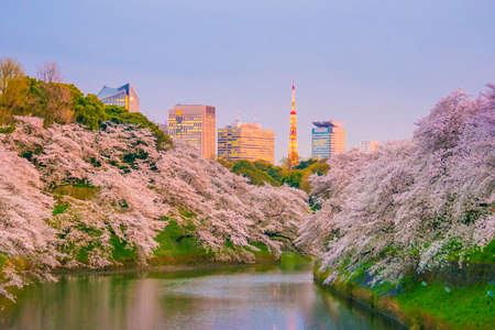 Chidorigafuchi park with full bloom sakura in Tokyo, Japan.の写真素材