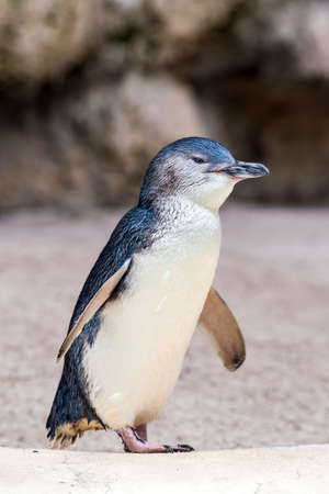 Penguins in the wildlife park in Perth Australia.の写真素材