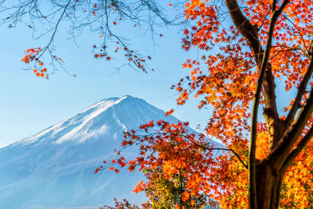 Colorful autumn season and Mountain Fuji with red leaves at lake Kawaguchiko in Japanの写真素材
