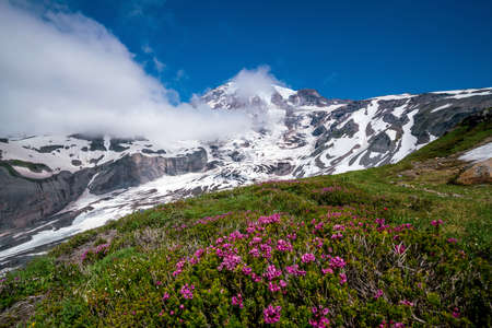 Beautiful wildflowers and Mount Rainier, Washington state in USAの写真素材