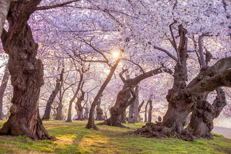 Cherry Blossom Festival, Washington, D.C. in USA